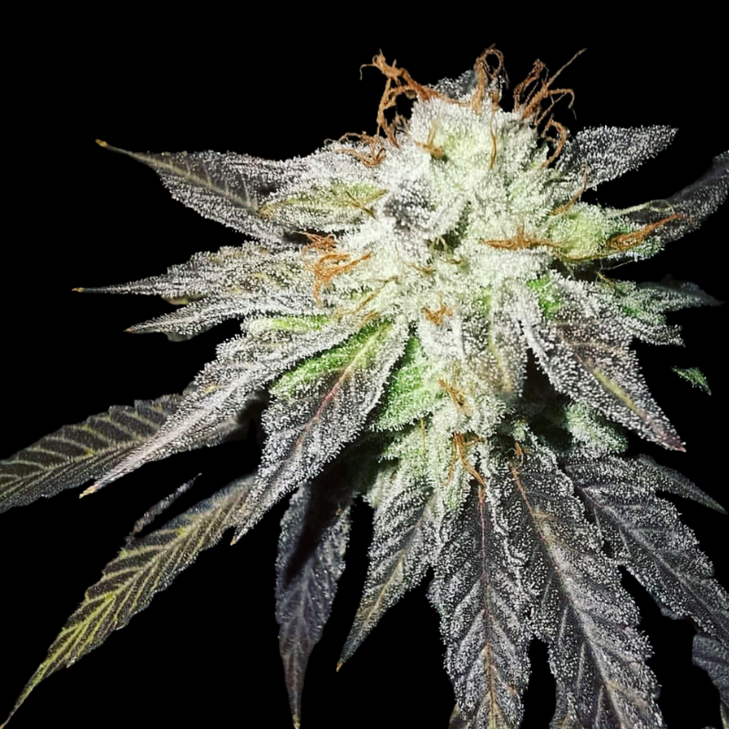 blue print cut, thc flower