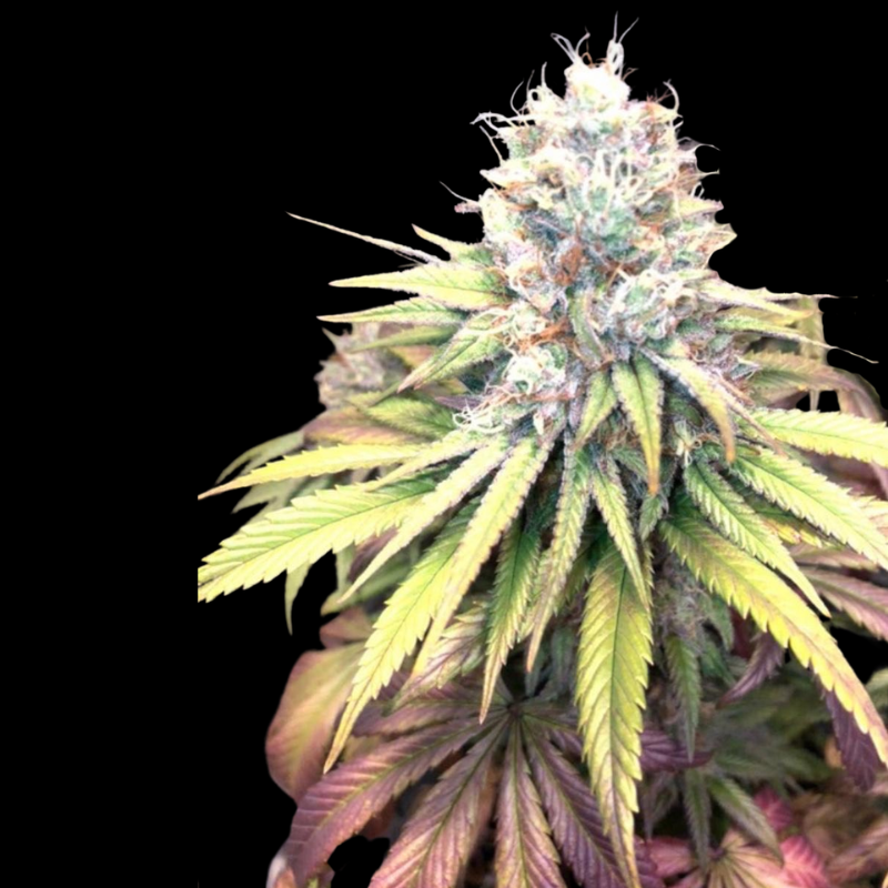 thc flower